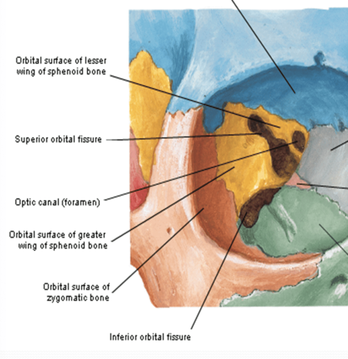 <p>What does the optic canal in the orbit pass though?</p>