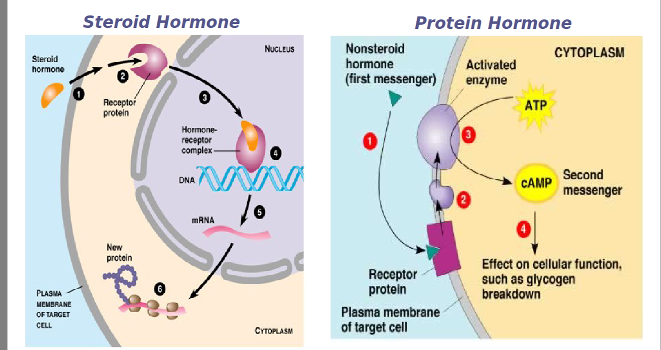<ol><li><p>Steroid / lipid-soluble hormones</p></li><li><p>Protein/ water-soluble hormones</p></li></ol><p></p><ul><li><p>these different types of hormones differ in how they bind their receptor proteins and how they affect their target cells</p></li></ul><p></p>
