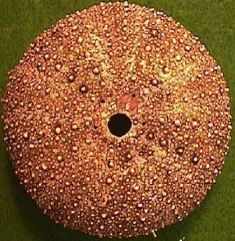 <p>Ordovician - Recent (485-0 Ma)</p><p>Radially/pentameral symmetry</p><p>Large spines</p><p>Less mobile, epifaunal</p>