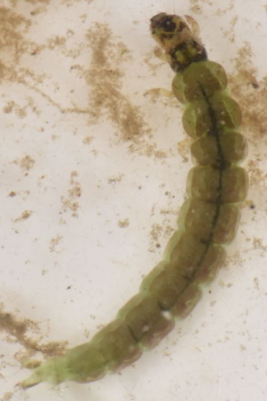 <p>Only first thoracic segment covered with a sclerotised plate; no gills along side of body; short legs.</p>