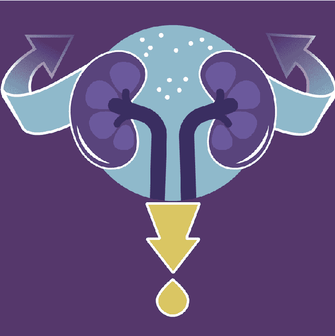 <p><strong>A WET BED</strong></p><ul><li><p><strong>maintenance</strong> of <strong>Acid-base balance</strong></p></li><li><p><strong>maintenance</strong> of <strong>Water balance</strong></p></li><li><p><strong>Electrolyte balance</strong></p></li><li><p><strong>Toxin removal</strong></p></li><li><p><strong>Blood pressure control</strong></p></li><li><p><strong>Erythropoietin making</strong></p></li><li><p><strong>Vitamin D Metabolism</strong></p></li></ul><p></p>