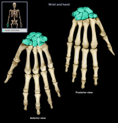 <p>Cuboidal bones composed mainly of cancellous tissue, found in wrists and ankles.</p>