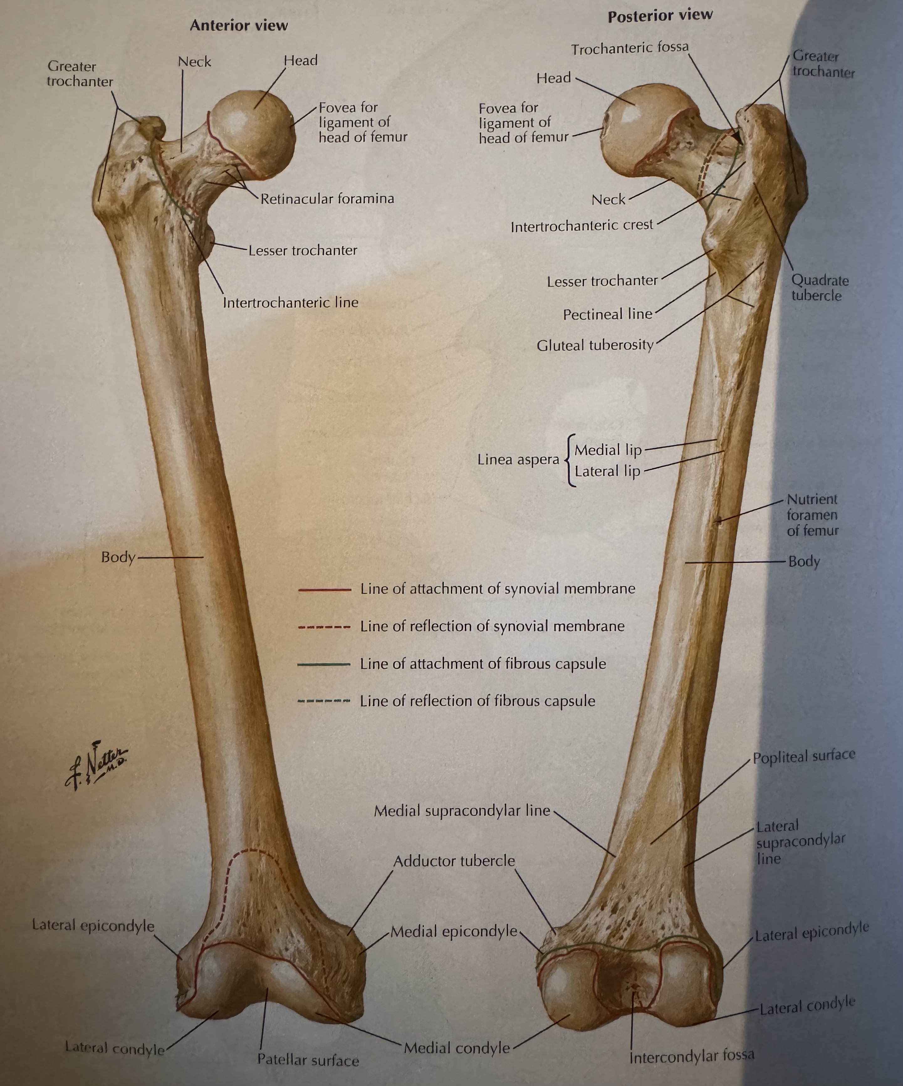 <p>Condyle</p>