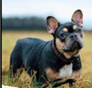 <p>Ears?</p>