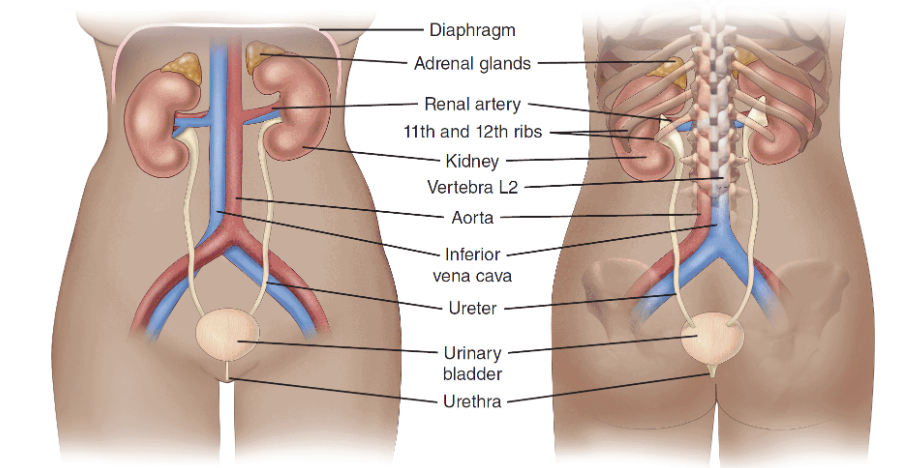 <p><strong>Renal and Urinary Systems Anatomy Review </strong></p>