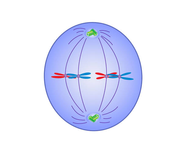<p>metaphase</p>