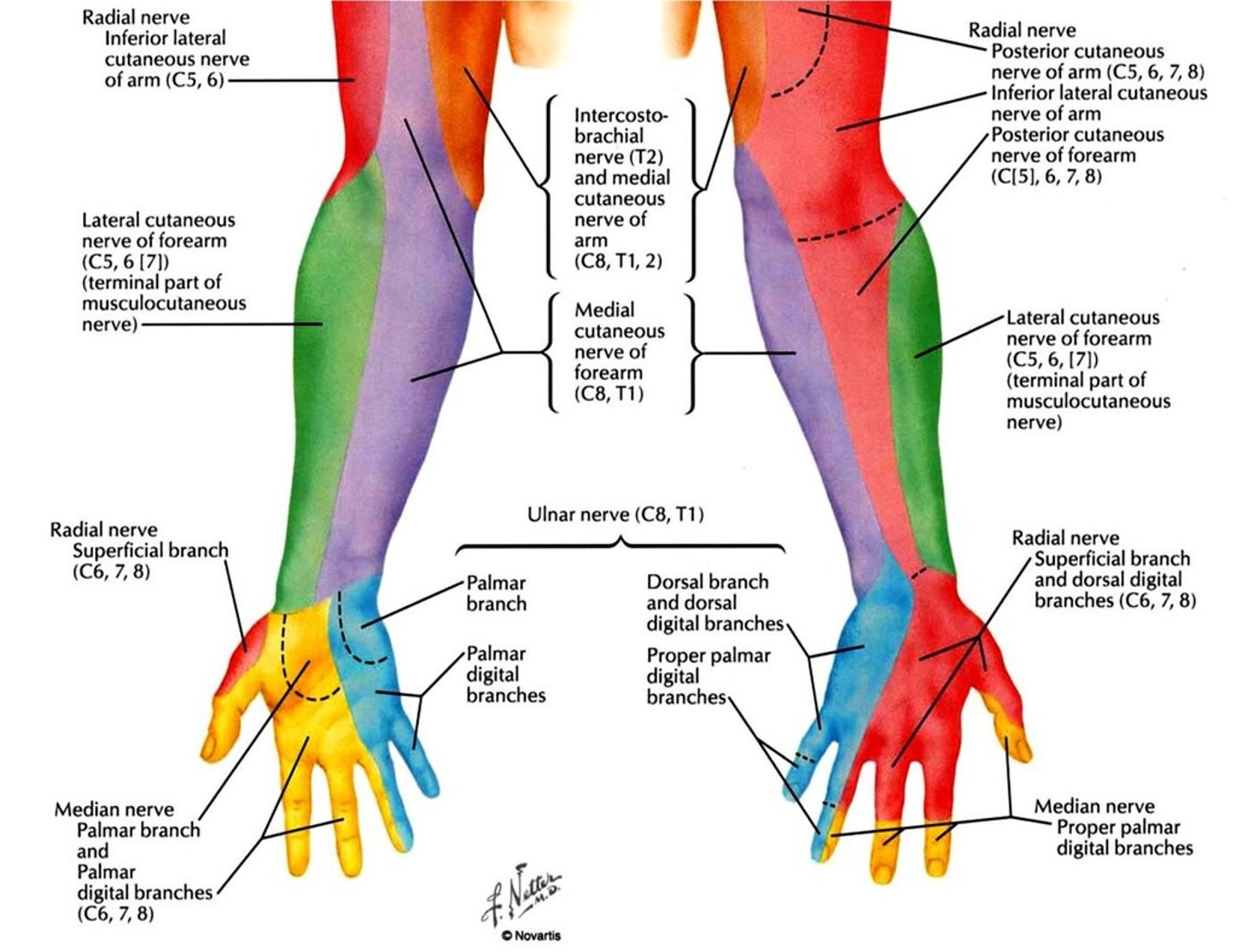 <p>Medial 2 lumbricals</p><p>Adductor pollicis</p><p>Flexors on ulnar side (FCU, FDP)</p><p>Interossei</p><p>Abductor digiti minimi</p>