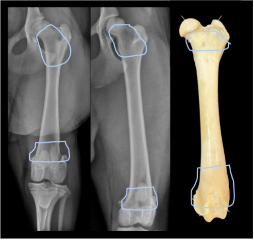 <p>neck of the bone</p><p>between diaphysis and epiphysis</p>