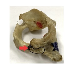 <p>what is marked? (not the arrow)</p>