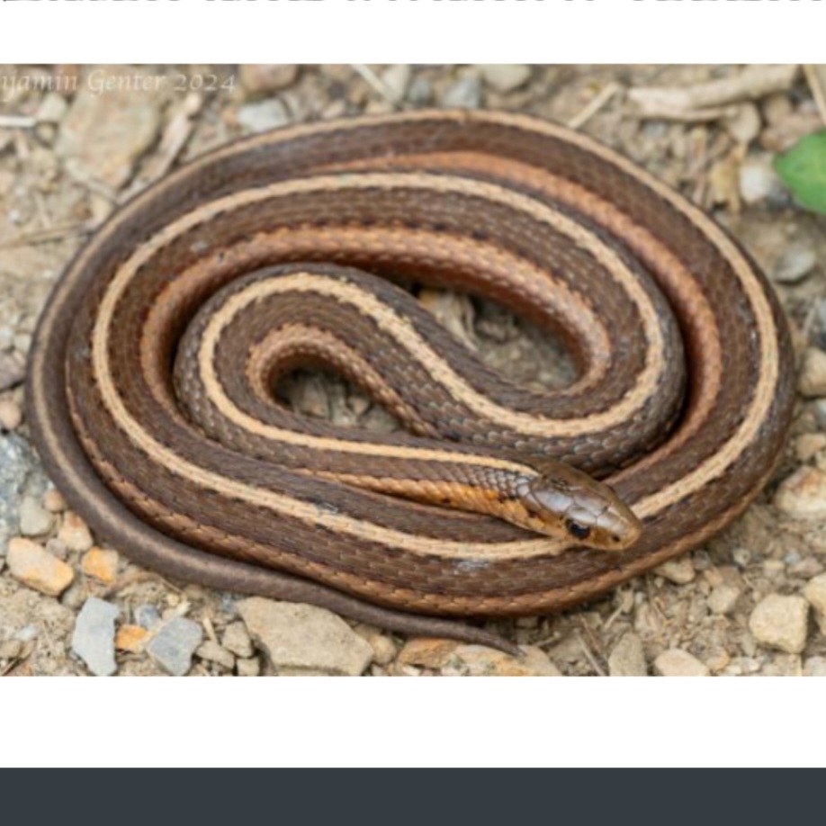 <p>name this animal</p>