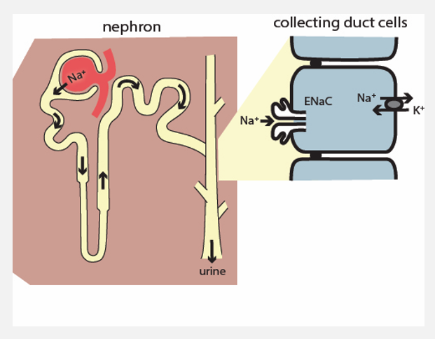 <p>Intro to the urinary system (pt 2)</p>