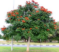 <p>Non-native but widely cultivated in the Philippines; conservation status: not endangered. Most easily identified by its large, tulip-shaped orange to red-orange flowers that hold water in bud form and its fast-growing, upright crown that becomes densely flowering during peak bloom, making it a very conspicuous ornamental tree.</p><p>A medium to large evergreen tree typically growing 10–25 meters tall with a broad rounded crown about 8–15 meters wide. Trunk is 0.3–1 meter in diameter with gray to brown bark that becomes rough and fissured with age. It develops a strong taproot with spreading lateral roots. Branching begins above human height, forming a dense, rounded canopy. Leaves are pinnate, opposite, 20–50 cm long, with several pairs of oval to elliptic leaflets with smooth margins and pinnate venation. Flowers are large (8–12 cm), tulip-shaped, orange to red-orange, thick and waxy, often containing water in unopened buds. Fruits are long, woody capsules that split open to release many winged seeds dispersed by wind.</p><p>Widely used as a fast-growing ornamental, shade, and avenue tree in tropical landscapes due to its striking floral display. No significant toxicity reported, though flowers may attract insects heavily and produce litter. In landscape applications, it is best suited for parks, large gardens, and roadside plantings where its strong flowering impact can be showcased; it should be spaced properly due to aggressive growth, surface roots, and heavy flower/fruit litter, making it more suitable as a bold accent or avenue tree than for small residential spaces.</p>