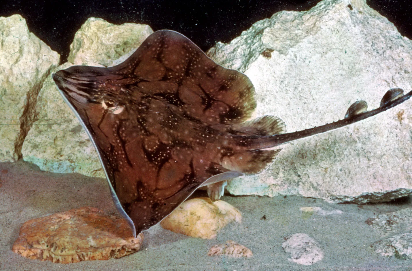 <p>What fish is this</p>