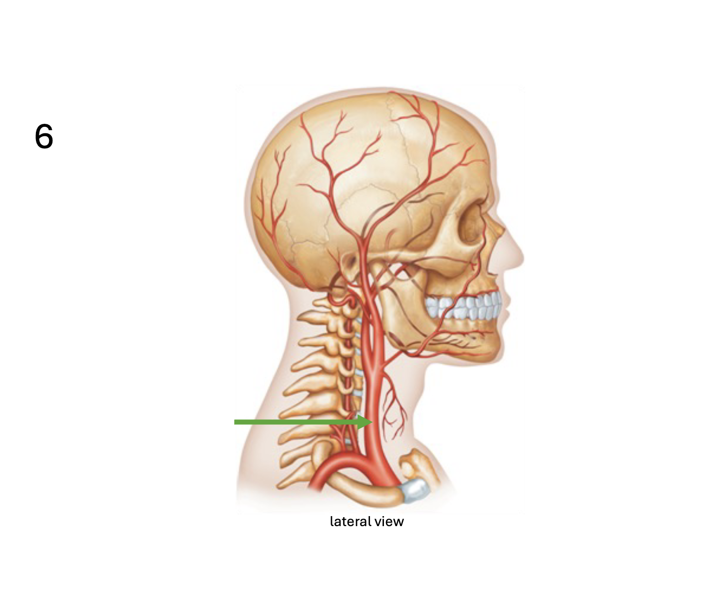 <p>Identify the <strong>artery</strong></p>