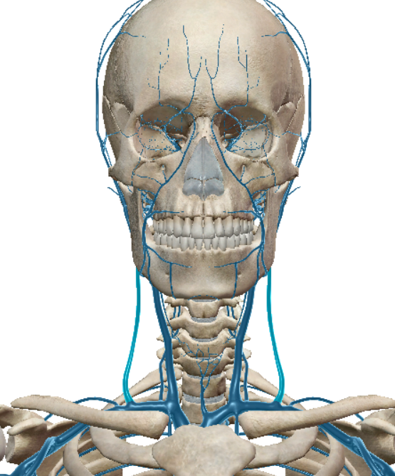 <p>outermost veins</p>