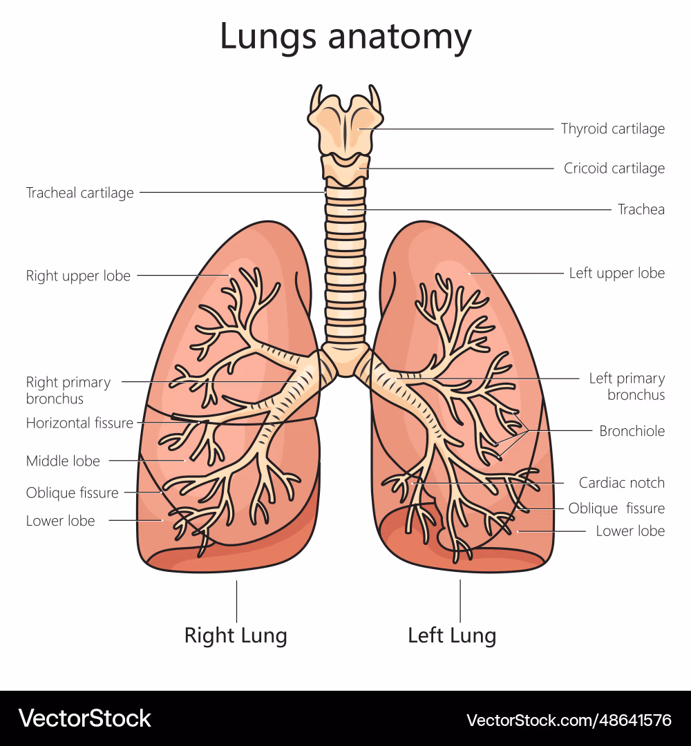 <p>What is the organ and the system?</p>