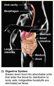 <p><span style="background-color: transparent;"><strong>Digestive System</strong></span></p>