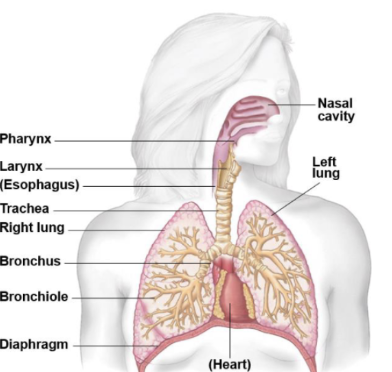 <p>Upper respiratory tract (nose to larynx) and Lower respiratory tract (trachea to lungs) </p>