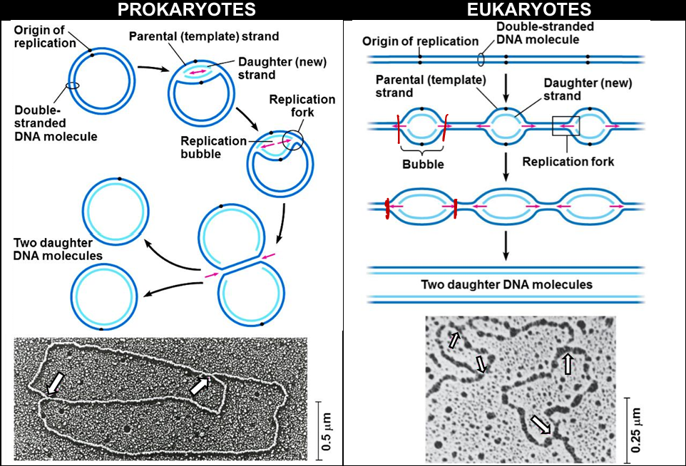 <ul><li><p>the following materials are imported from the cytoplasm into the nucleus via the nuclear pores</p><ul><li><p>free deoxyribonucleotides ⇒ provided as nucleoside triphosphates e.g. ATP, GTP, CTP, TTP → these are also known as activated nucleotides (bases attached to phosphate groups)</p></li><li><p>free ribonucleotides ⇒ to form RNA primers</p></li><li><p>enzymes → helicase, primase, DNA polymerase, ligase</p></li><li><p>ATP</p></li></ul></li><li><p>DNA replication begins at sites on the DNA known as origin of replication</p><ul><li><p>prokaryotes: one origin of replication</p></li><li><p>eukaryotes: many origins of replication</p></li></ul></li></ul><p></p>