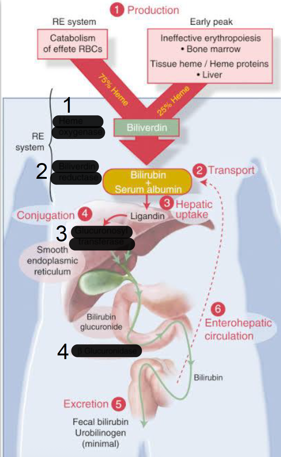 <p>enzyme in 4 that deconjugates glucuronides</p>