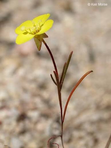 <p>Field Primrose</p>