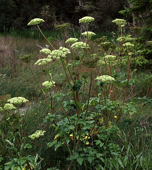 <ul><li><p>Also called:</p><ul><li><p>Seacoast angelica</p></li><li><p>Wild celery </p></li></ul></li><li><p>Large compound leaves with serrated leaflets</p></li><li><p>Thick hollow, celery-like stems</p></li><li><p>Large white umbrella-shaped flower clusters (umbels)</p></li><li><p>Blooms summer in coastal areas</p></li><li><p>Salt-tolerant: beaches, bluffs, coastal meadows</p></li></ul><p></p>