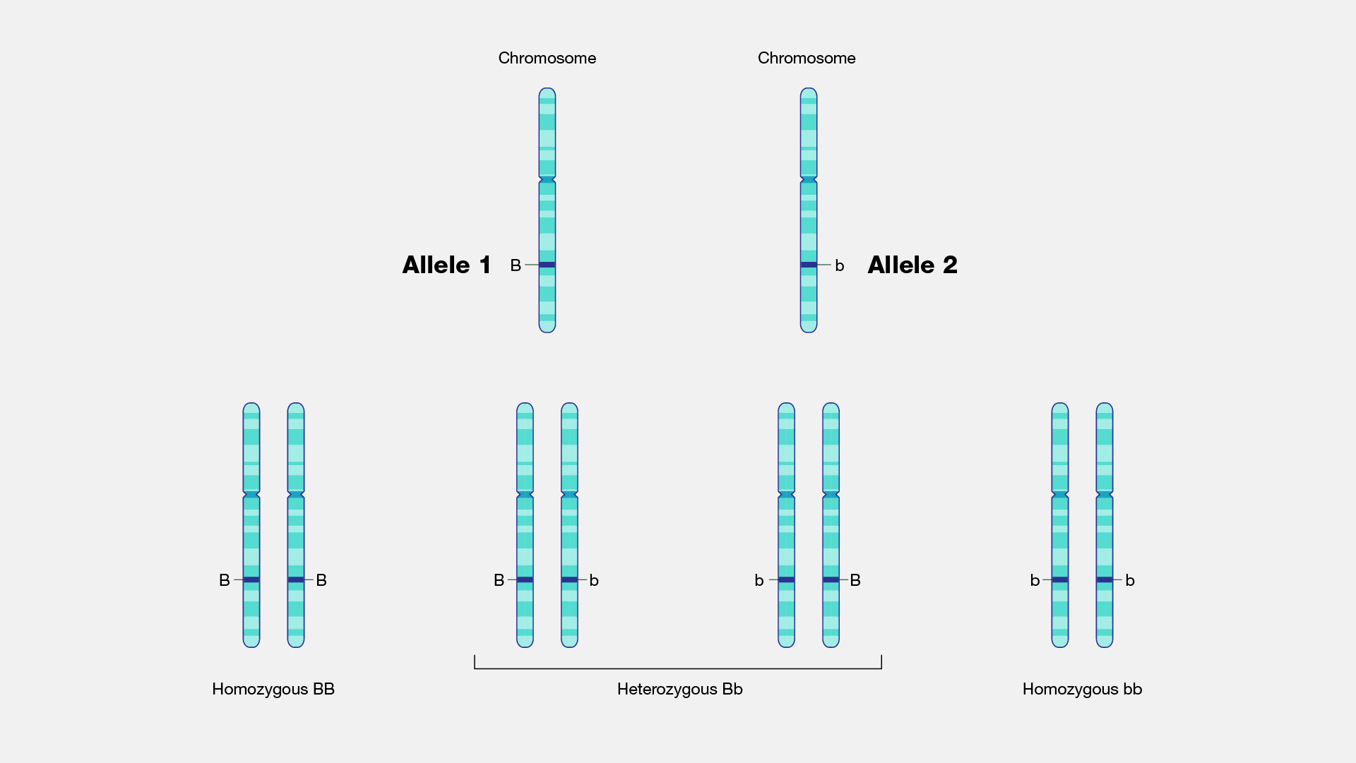 <p>Different forms of a particular gene, found at the same locus (position) on a chromosome </p>