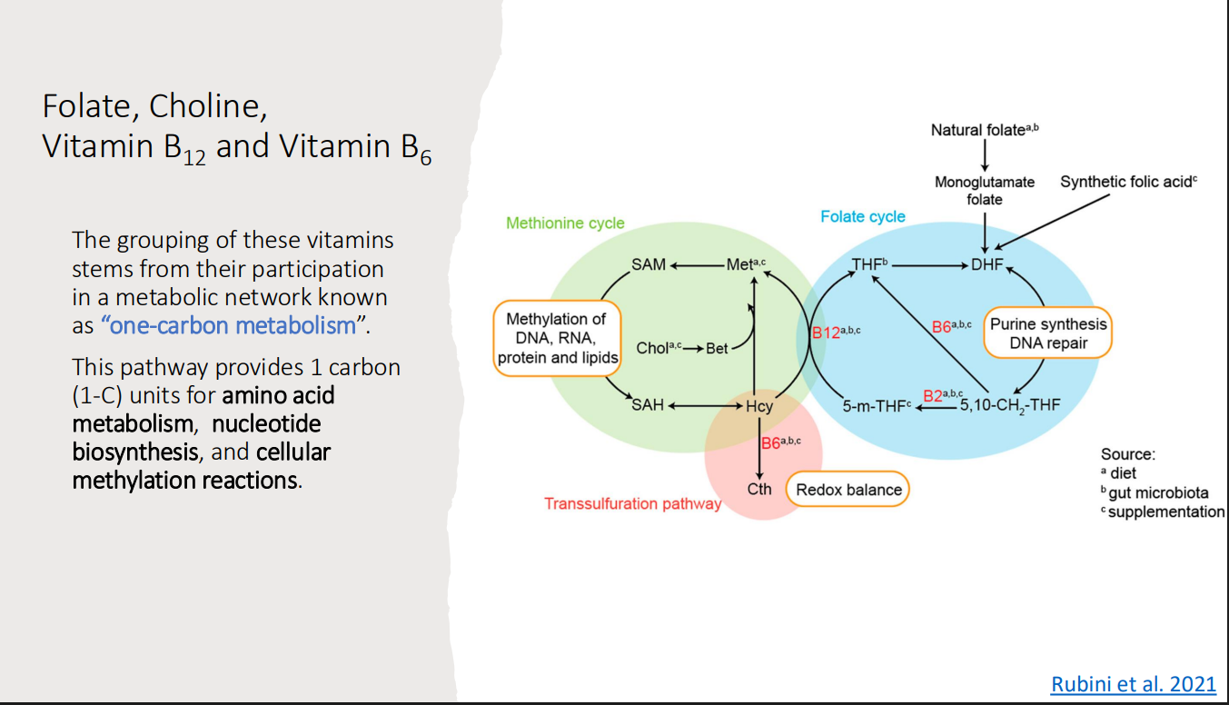 <ol><li><p>Amino acid metabolism </p></li><li><p>Nucleotide biosynthesis</p></li><li><p>Cellular methylation reactions </p></li></ol><p></p>