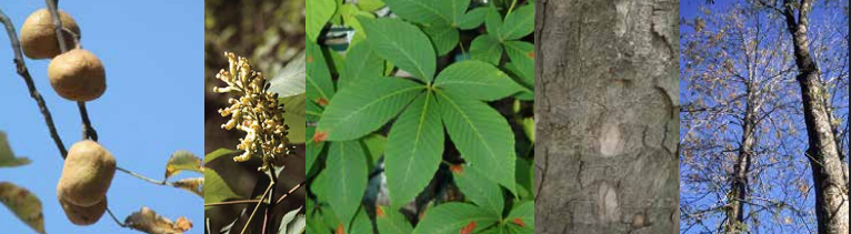 <p>Identify this tree: </p>