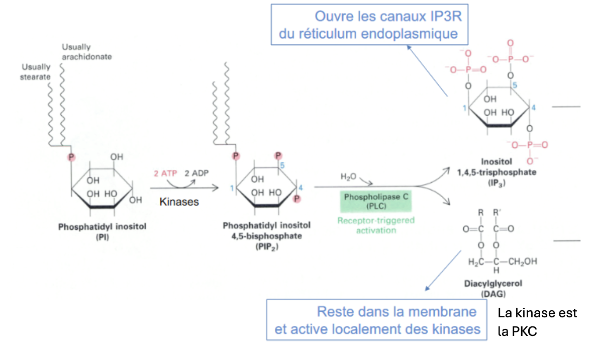 <p>Messagers secondaires produits au niveau de la membrane.</p><p>Phosphatidylinositol, phosphatidylinositol-4P, phosphatidylinositol-4,5-biphosphate (celui-ci libérable àpd phospholipides membranaire grâce à la phospholipidase C, formant 1 diacylglycérol + inositol-1,4,5-triphosphate). </p>