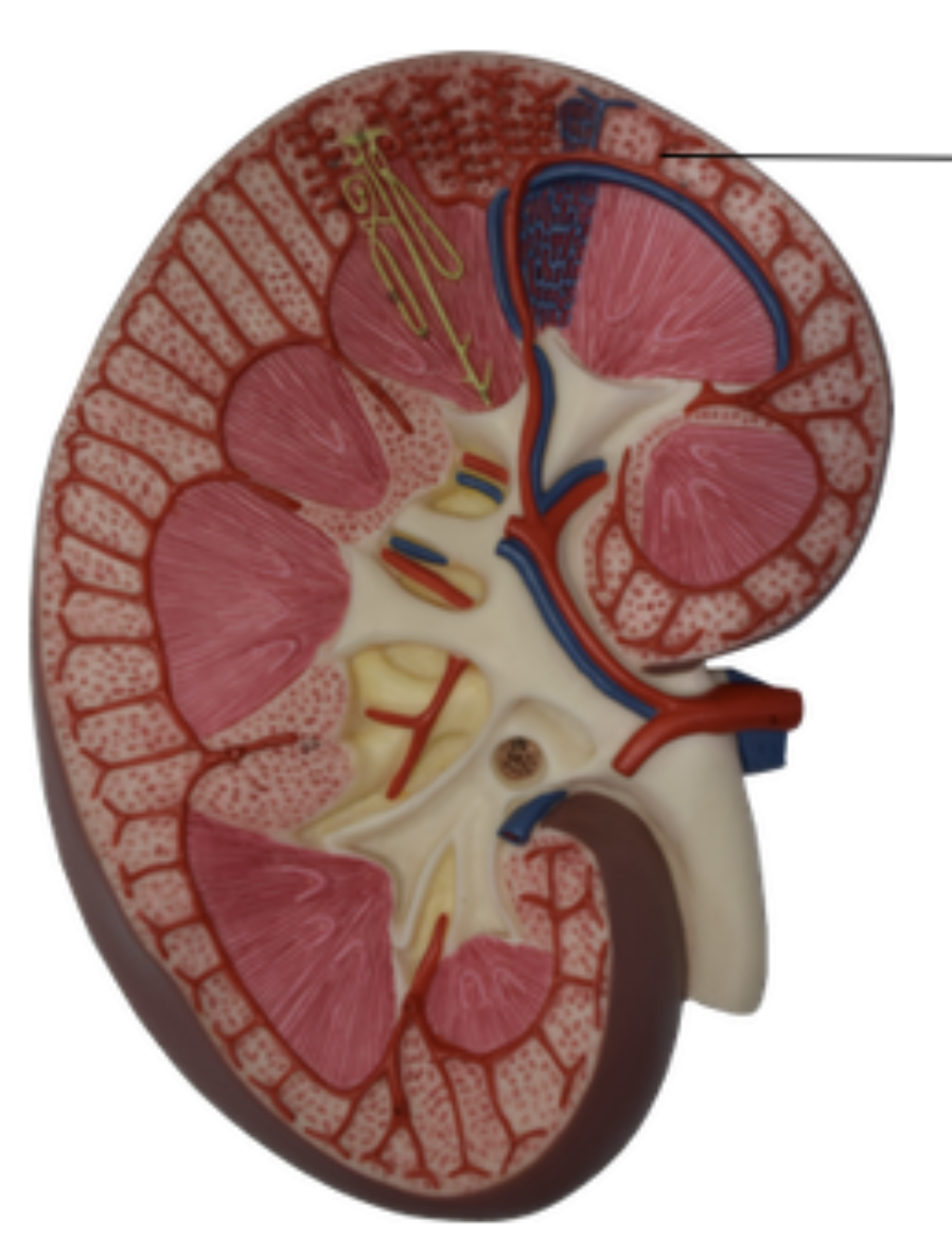 <p>Cortical Radiate (Interlobular) arteries</p>