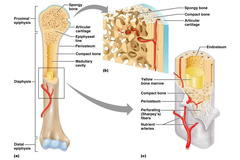 <p>- lattice of rods called trabeculae are arranged to resist stress and compression</p><p>- spaces between rods of bone are filled with marrow (red or yellow/ changes to mostly yellow as you age)</p>