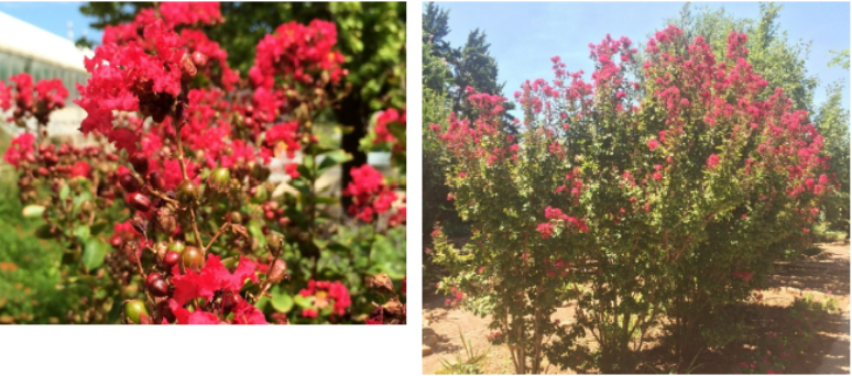 <p>Crape Myrtle (L.i)</p>