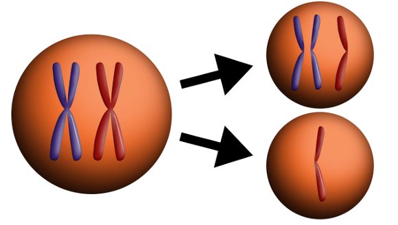 <p><span style="font-family: Arial, sans-serif;">•</span><span style="font-family: "Times New Roman"; line-height: normal; font-size: 7pt;"> </span><span>Failure of chromosomes to separate during meiosis.</span></p><p><span style="font-family: Aptos, sans-serif; line-height: 115%;">Causes gametes to have too many or too few chromosomes.</span></p><p></p>