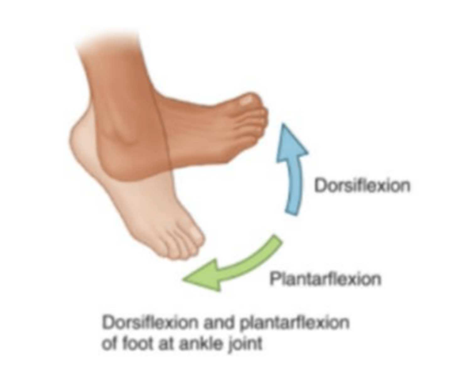 <p>Ankle movement pointing the foot downward at the ankle joint.</p>