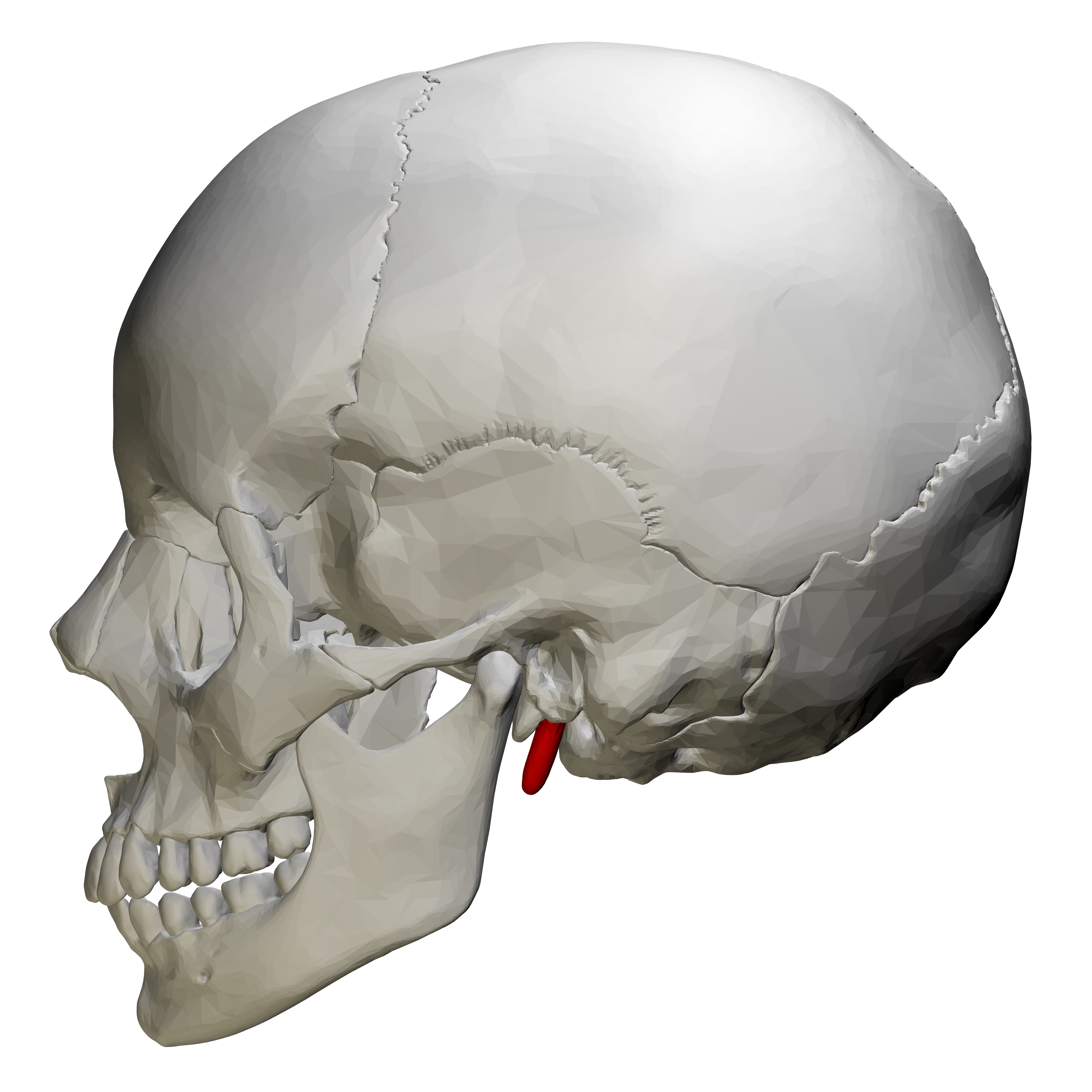 <p>Styloid process</p>