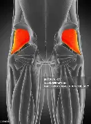 <p>Abducts and rotates thigh medially </p>