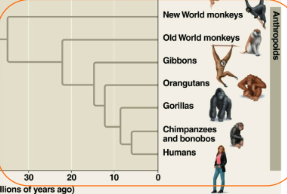 <p>-humans and chimpanzees are most closely related</p><p>- last common ancestor ~7 mya ago</p><p>-old world monkeys: tails can’t grasp, mostly ground-dwelling (baboons and macaque)</p><p>-new world monkeys: prehensile tails, arboreal (spider and white-faced monkey)</p>
