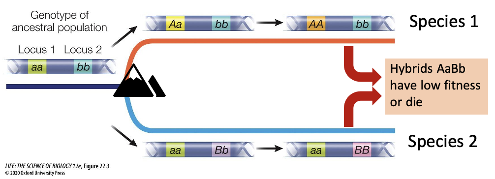 <ul><li><p>They have now become incompatible, as new alleles have never interacted (hybrids have low fitness or die</p><ul><li><p>A combination of <em>AB </em>within the <span>same individual is lethal or causes low fitness</span></p></li></ul></li><li><p><span>Two separate species have formed, as now the <em>A </em>or <em>B </em>alleles will not spread throughout the other respective lineages</span></p></li></ul><p></p>