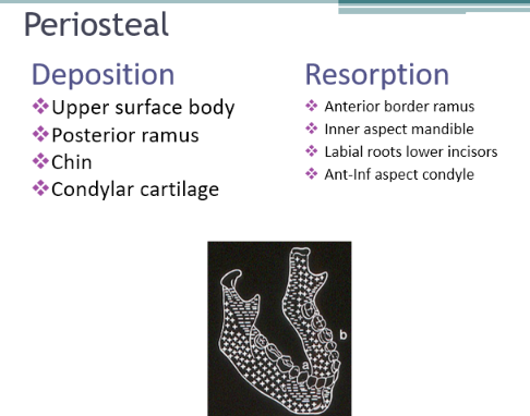 <p>Endochondral ossification and surface remodelling </p><ul><li><p>deposition - chin, upper surface body, posterioir ramus, condylar cartilage</p></li><li><p>resorption - anterioir border of ramus, inner aspects of mandible, labial roots lower incisors, anterioir inf aspect condyle</p></li></ul><p></p>