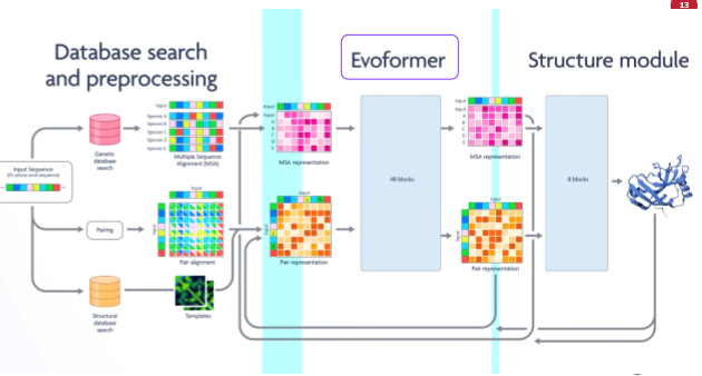 <ul><li><p><span>Workflow of alpha fold</span></p></li><li><p><span>Integrates evolutionary information and proteins from non-protein structure</span></p></li></ul><p></p>
