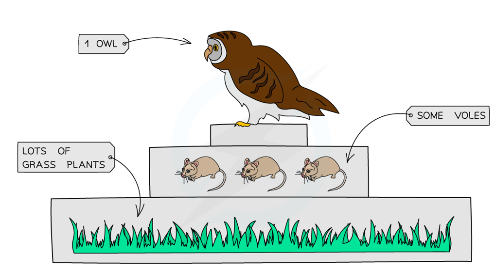 <p>Show the<strong> numbers of organisms</strong> at <strong>each trophic level</strong> in a food chain:</p><ul><li><p>generally, as you go up a food chain, the size of the individuals increases, whereas the number of individuals decreases</p></li></ul><p></p>