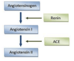 <p>enzyme; angiotensinogen</p>