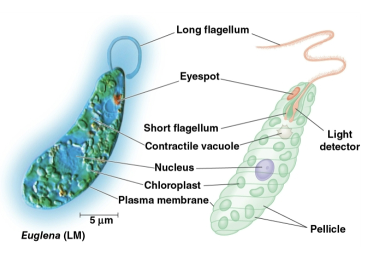 <p>Euglenid</p>