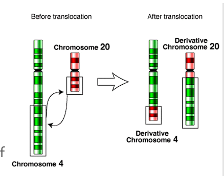 <ul><li><p>Piece of one chromosome attached to another</p></li><li><p>RECIPROCAL, balanced (pieces of chromosomes interchanged)</p></li></ul><p></p>