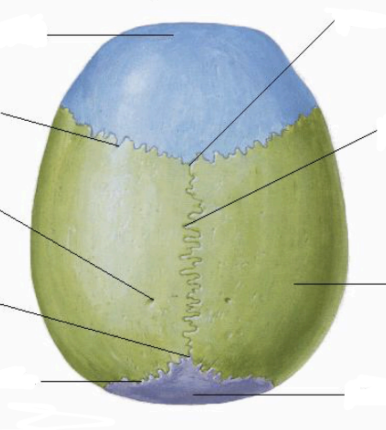 <p>bone/structure</p>
