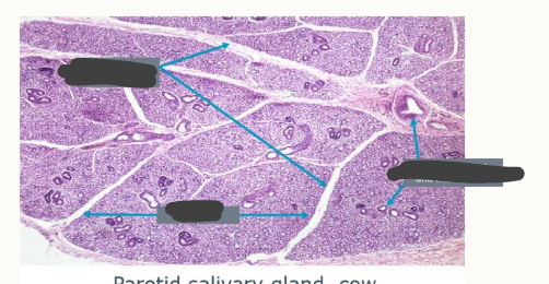 <p>what structures can we identify in this salivary gland?</p>