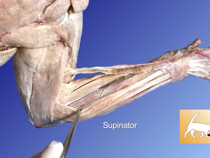<p>supinator</p><p>action: supination</p><p>a: pronator teres</p>