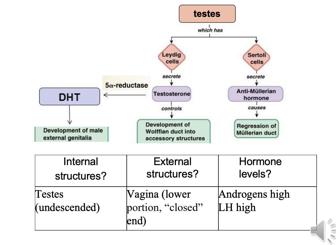 <ul><li><p>androgen insensitivity (androgen receptors not functional) → androgen receptor not working → no testosterone action</p></li><li><p>Symptoms</p><ul><li><p>internal structue</p><ul><li><p>testes undescended</p></li></ul></li><li><p>External structure</p><ul><li><p>Vagina lower portion (the closed end) is made</p></li></ul></li><li><p>Hormone levels</p><ul><li><p>androgen levels high</p></li><li><p>LH high</p></li><li><p>but no FSH (no testosterone - which results in the less negative feedback = makes sense)</p></li></ul></li></ul></li></ul><p></p>