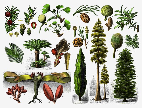 <p>Naked seeds</p><p>Among the tallest and oldest trees</p><p>Subgroups (phyla): Conifer, cycad, ginkgo, and gnetophytes) </p>